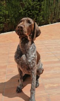 Tritón, German Shorthaired Pointer