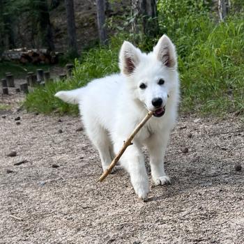 Volta, Weißer Schweizer Schäferhund