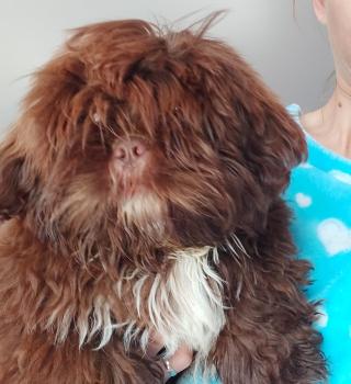 Toddy, Shih Tzu