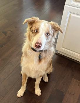 Bo, Border Collie