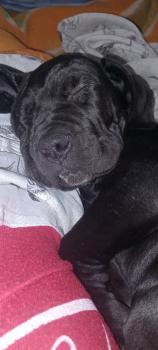 Morocho, Cane Corso
