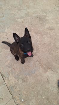 Sirius black, Belgian Shepherd Dog