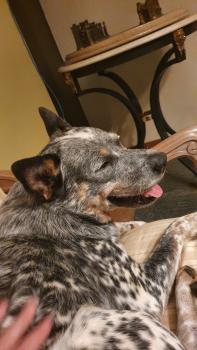 Milk, Australian Cattle Dog