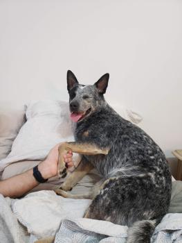 Dorak, Australischer Treibhund