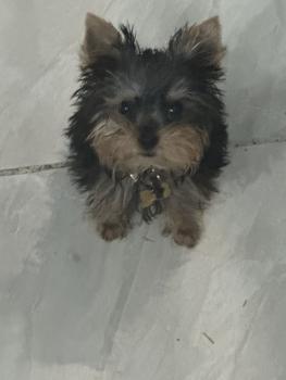 Malvido, Yorkshire Terrier