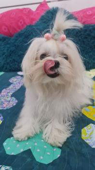 Hollywood, Maltese Bichon