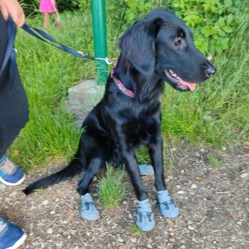 Une Linki de la passe de l'eider, Flat-Coated Retriever