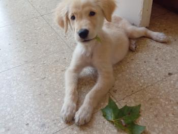 thor, Golden Retriever