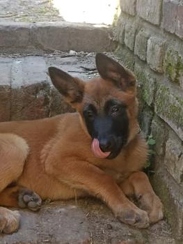 Tyson, Belgian Shepherd Dog