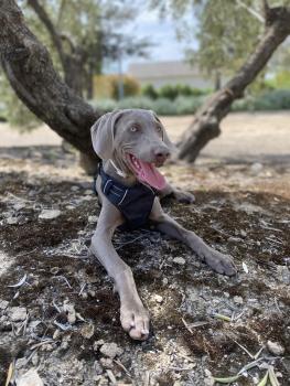 Noa, Weimar Shorthaired Pointer