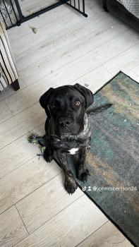 Bear, Cane Corso