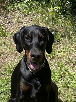 Jodie, Dobermann