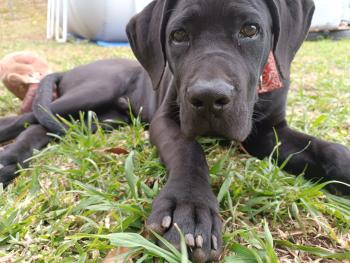 Balérion, Cane Corso