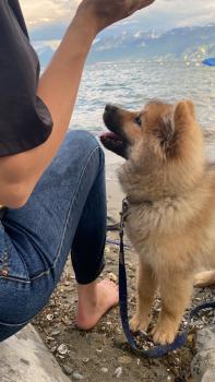 Pastis, Eurasier