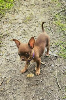 Luka Shelby, Chihuahua langhaariger Schlag