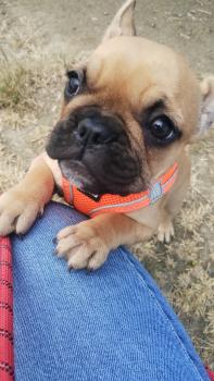 Vénus, Französische Bulldogge