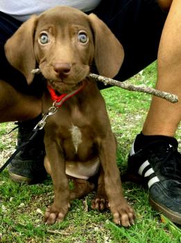 Tierra, German Shorthaired Pointer