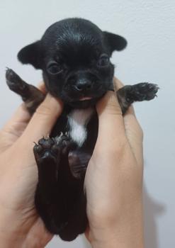 Darth Vader, Chihuahua