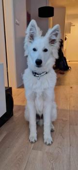 Atlas, White swiss Shepherd Dog