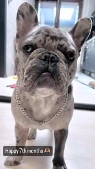 Charly, Bulldog Francés