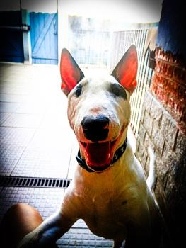 Romeu, Bull Terrier