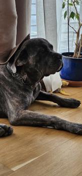 USKO, Cane Corso