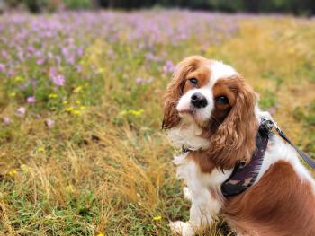 Pisco, Cavalier King Charles