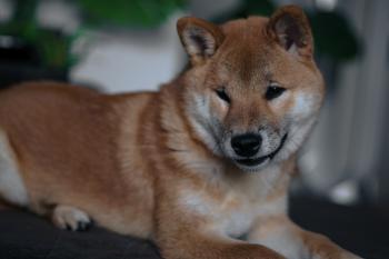 Tomomi, Shiba