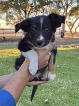 Clyde, Border Collie