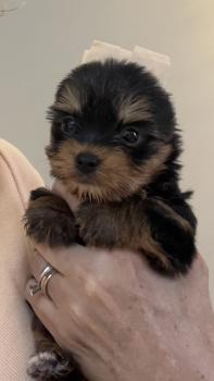 Jhow-Jhow Syma, Yorkshire Terrier