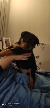 Taura, Rottweiler