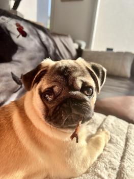 Vasco, Pug