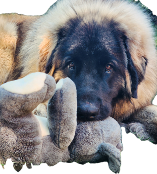 Uruk-haï, Leonberger