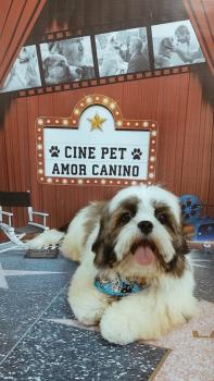 Jimi, Shih Tzu