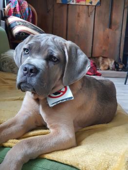 Vandamme, Cane Corso