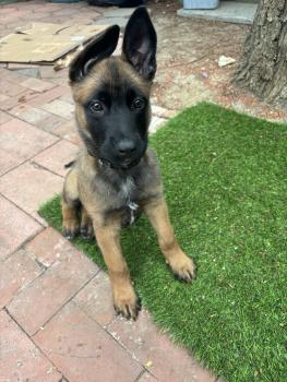 Kai, Pastor Belga Malinois