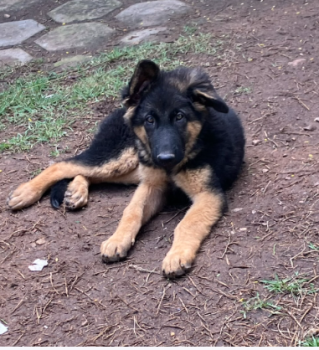 Juliana, Perro Pastor Alemán