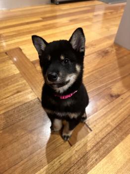 Dobby, Shiba Inu Japonés