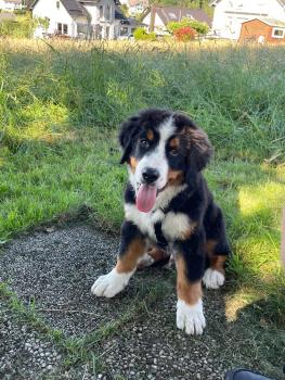 Paul, Bernese Cattle Dogs