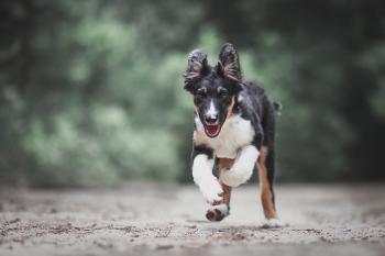 BOB DEL NORTE, Border Collie