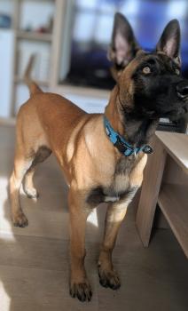 Jedi, Pastor Belga Malinois