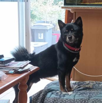 Simcoe, Shiba