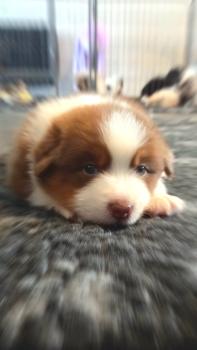 Velvet, Australian Shepherd Dog