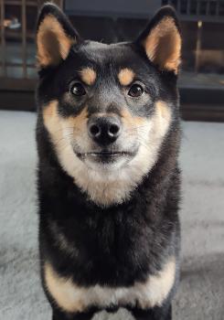 Ein, Shiba Inu Japonés