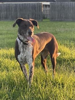 Sunny, German Shorthaired Pointer