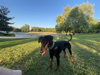 Robledo, Dobermann