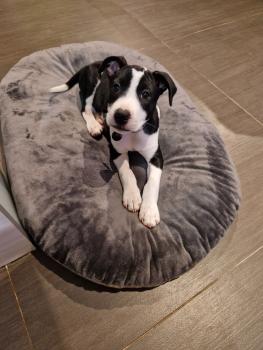 Venom, Altri cani