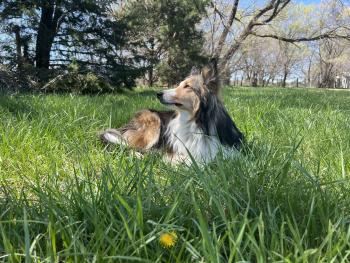 Hannah, Sheltie (Shetland Sheepdog)