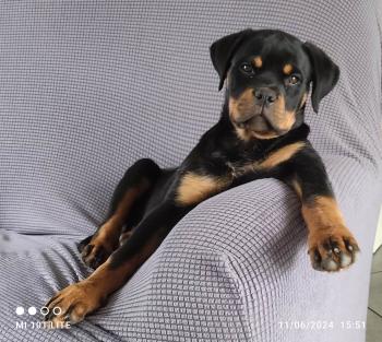 VIK, Rottweiler