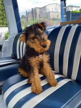 Vichka, Welsh Terrier